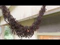 Naturphänomen: Hängebrücke aus Tausenden Ameisen | DER SPIEGEL