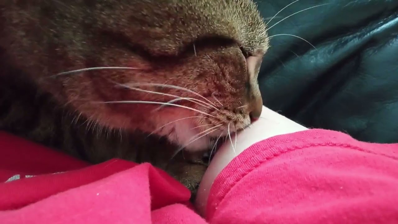 Two & A Half More Minutes Of Cat Sucking Arm (Cat ASMR)