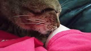 Two & A Half More Minutes Of Cat Sucking Arm (Cat ASMR)