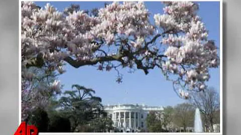 Video Essay: Cherry Blossoms in Full Bloom - DayDayNews