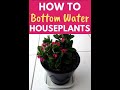 Bottom Watering Plants #shorts