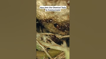How Ants Use Chemical Trails to Communicate! 🐜🔬 | #shorts #youtubeshorts