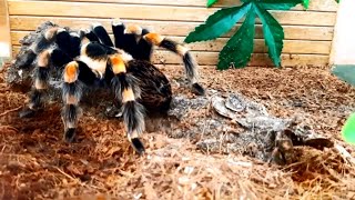 The Most Dangerous and Beautiful Spiders in the World. Incredible Dangerous Spiders Full Documentary