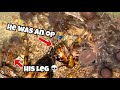 These baby tarantulas hunt like piranha  must watch