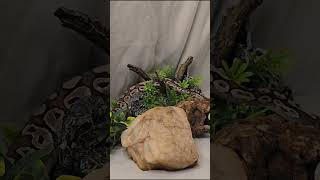 Rani showing off that VPI axanthic lesser glow. #ballpython #vpi #axanthic #reptiles