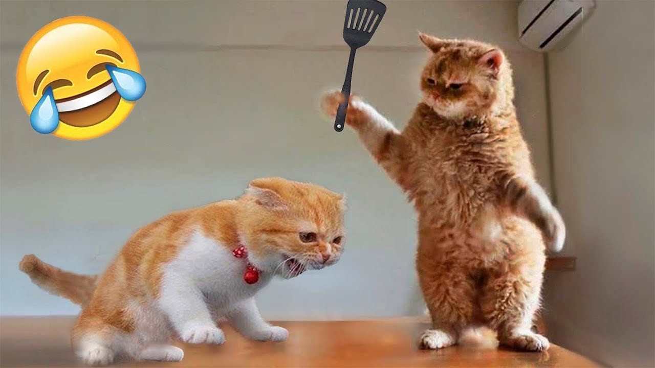Funny Animals 2023 - Cute Dogs and Cats Doing Funny Things 