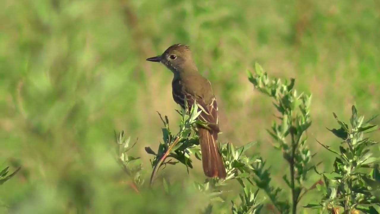 Great Crested Flycatcher (Myiarchus crinitus) hunting in grass