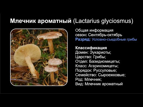 Млечник ароматный (Lactarius glyciosmus)