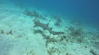 3 Nurse shark dive Pt.2 5.19.24 at Marker 32