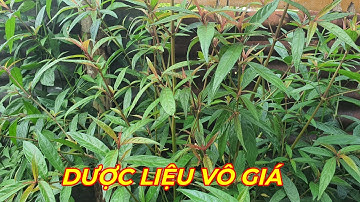 CÂY HOÀN NGỌC - Dược liệu quý của người Việt. Đa công dụng chữa bệnh tuyệt vời.