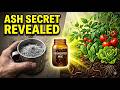 One Cup of Fermented Ash = EXPLOSIVE Harvest  Why Is This Being Hidden From Us