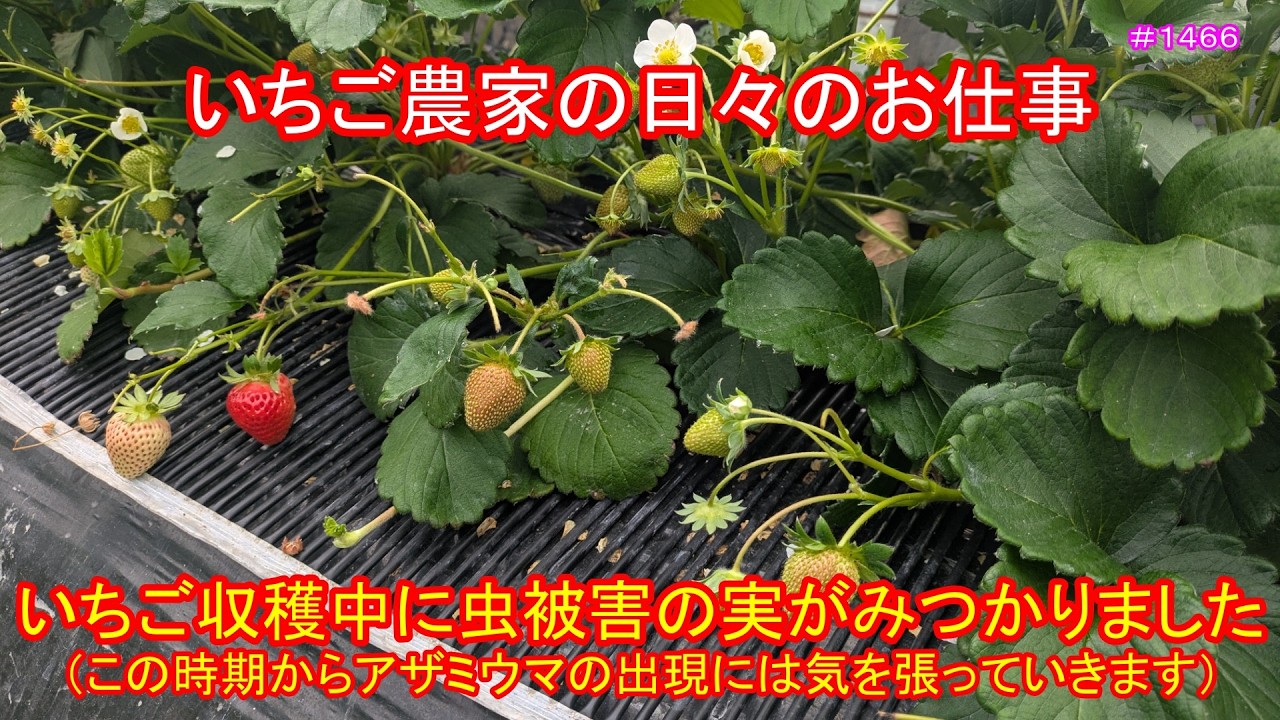 いちご＠断捨離中様 We found some strawberries damaged by insects during the harvest