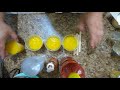 Como hacer mangoneadas