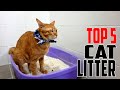 Cat Litter: 5 Best Cat Litter Reviews in 2021