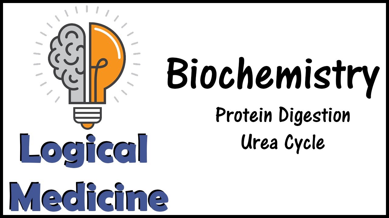 Biochemistry 11 Amino Acids Digestion Urea Cycle YouTube