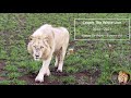 The story of casper the white lion 2014   2023happy birt.ay