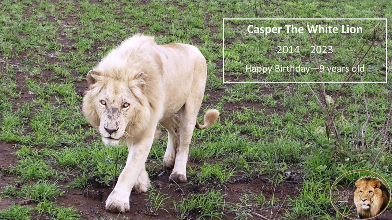 Casper The White Lion (2014  - 2023) Happy Birthday