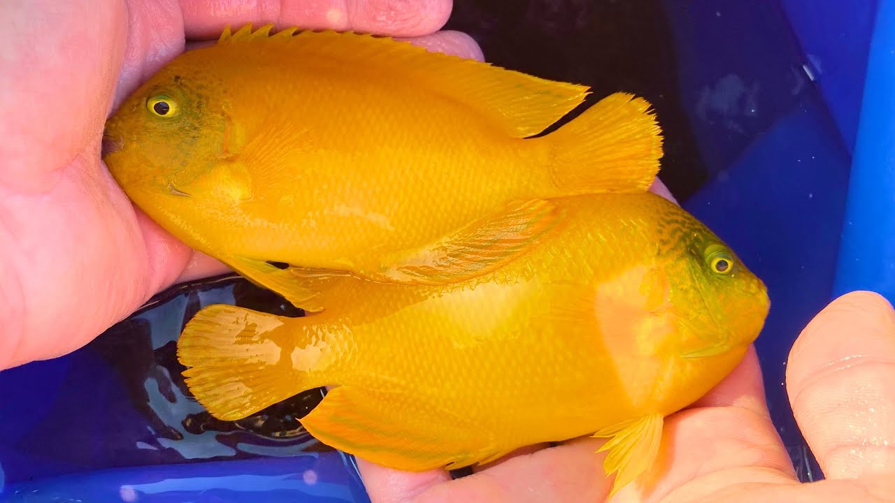 黄金の熱帯魚ヘラルドコガネヤッコの採集 Youtube 黄金の熱帯魚ヘラルドコガネヤッコの採集 Youtube