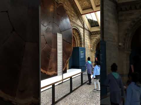 لندن متحف التاريخ الطبيعي