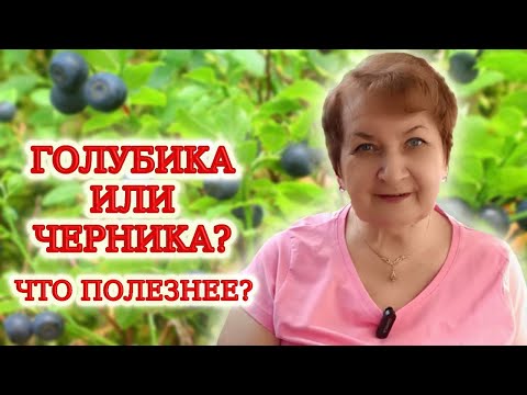 Черника и голубика. Чем отличаются, что полезнее и почему?