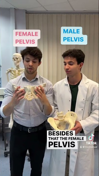 Male vs Female Pelvis Differences Anatomy Skeleton Shape 