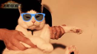 Cat metal destroy everything