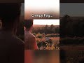 Creepy Fog in the Woods #shorts #forest #creepy