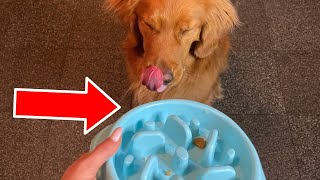 Testing if a Slow Feeder Bowl WORKS for Our Golden Retriever (MateeyLife Slow Feeder)