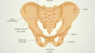 What is Hip Pointer with Dr. Ron Short
