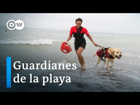 Video: El equipo de perros de trineo rescata a los turistas varados de Alaska