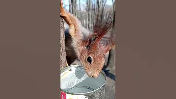 Белка пьёт воду и совсем меня не боится / The squirrel drinks water and is not afraid of me at all