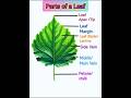 Parts of a Leaf🍃 | #leaf #partsofaplant #shorts