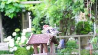松鴉洗澡 (Part 1/2) (Vlaamse Gaai, Garrulus Glandarius, Eurasian Jay)