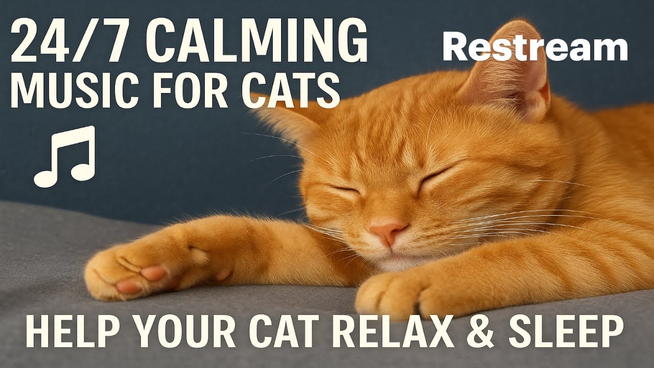 Why Your Cat Sleeps by Your Head
