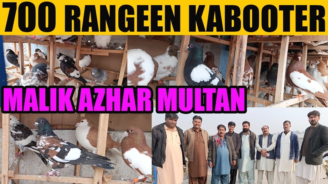 700 Colorful Gola Pigeons Loft Malik Azhar Multan Rangeen Kabooter ...
