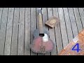 Cigar Box Guitar 4