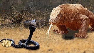 Amazing King Cobra Save Baby Crocodile From Dragon Komodo Hunting | Animals Save Other Animals Amazing King Cobra Save Baby Crocodile From Dragon Komodo Hunting | Animals Save Other Animals
