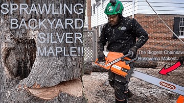 SPRAWLING BACKYARD SILVER MAPLE!!! Winter tree work with Hamm