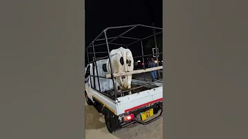 TUNAUZA NG OMBE WA MAZIWA WE ARE SELLING DAIRY CATTLE 