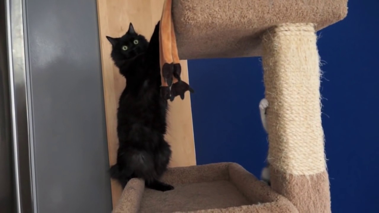 how to introduce 2 cats to each other youtube