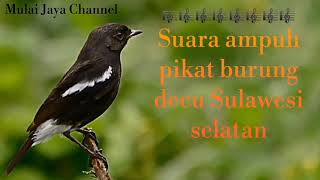 Mp3| Suara ampuh pikat burung decu Sulawesi Selatan