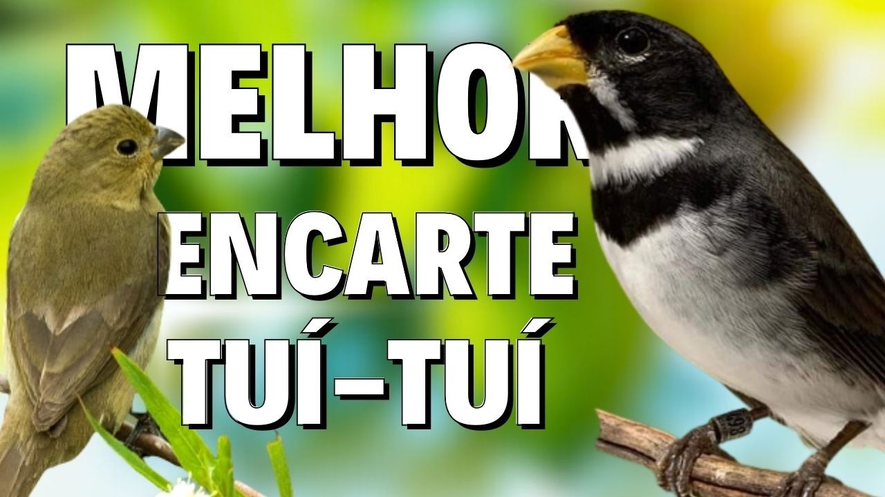 🔴MELHOR CANTO DE COLEIRO TUI TUI PARA ENCARTE 🔴🔴ÁUDIO COM FÊMEA LOUCO CHAMANDO🔴TURBINE SEU PARDO🔴