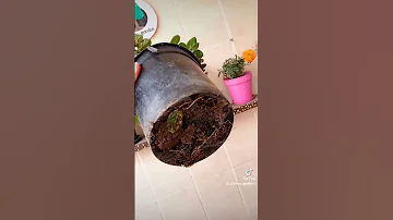 سبب موت الزرع بعد ما اشتري 