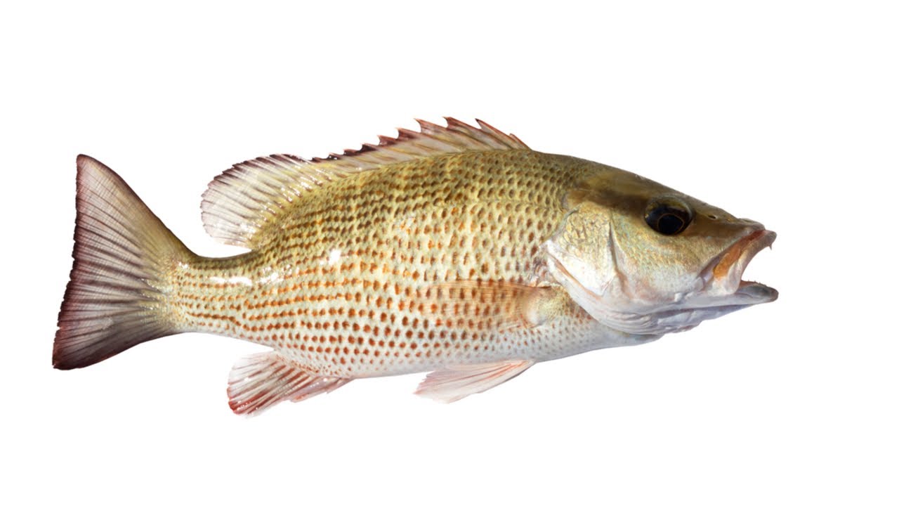 Mangrove snapper invade inshore, offshore waters, fill coolers