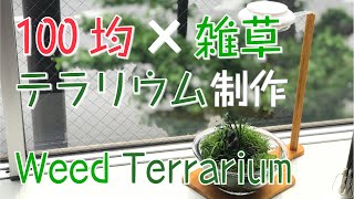 【テラリウム】拾ってきた雑草がおしゃれインテリアに変身！ 【Moss Terrarium】