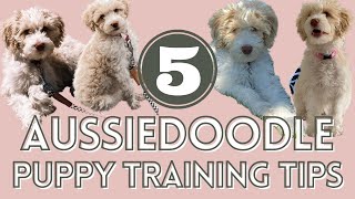 5 Aussiedoodle Puppy Training Tips That Helped Us