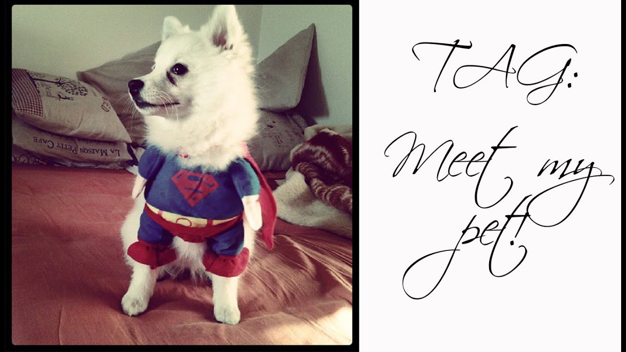 TAG: Meet my pet ili Upoznaj mog kućnog ljubimca - Lena