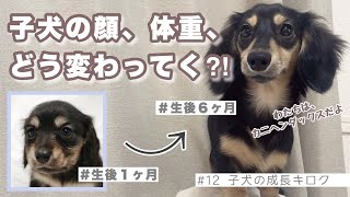 【 子犬の顔の変化 】まるで別犬？！カワウソ？