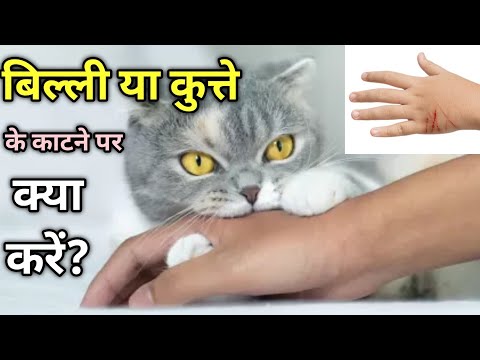 वीडियो: एक Pitbull कितना खाना चाहिए?