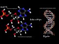 Introduction aux acides nucléiques et aux nucléotides